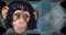 Low polygon vector of young chimpanzee face