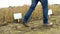 Low section of farmer walking through crop breeding grounds of wheat