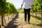 Low section of vintner walking in vineyard