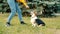 Low shot of woman playing with corgi dog outdoors giving animal food