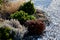 Low size pine and yellow perennial flowers in the pebble flowerbed blooms in early April and is usually attached to the rock by gr