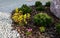 Low-sized pine and yellow perennial flowers in the pebble flowerbed blooms in early April and is usually attached to the rock by