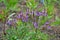 Low-sized pine and yellow perennial flowers in the pebble flowerbed blooms in summer, roof garden with purple perennials