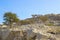 Low spreading trees on rocks in a hot country, in the desert.