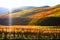 low sun on colorful Ahr valley vineyard hills one year before the flood