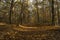 Low sunlight casting rays and shadows between trees in forrest