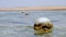 low tide. buoy. close-up. red sea beach at low tide. buoys on the water at low tide. buoy covered with limescale and