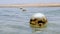low tide. buoy. close-up. red sea beach at low tide. buoys on the water at low tide. buoy covered with limescale and
