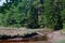 Low Tide exposing rocks, boulders and fallen trees in a Maine Ma