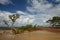 Low Tide Mangrove Trees