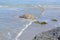 Low tide reveiling seaweed covered rocks