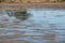 Low tide in the `Ria de Aveiro` estuary with a Flamingo in silhouette, Aveiro.
