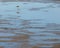 Low tide in the `Ria de Aveiro` estuary with a Flamingo in silhouette, Aveiro.