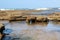 Low Tide on a rock Platform with Tidal Pools