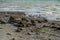 Low Tide Shoreline 2