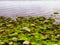 Low Tide at Silver Sands State Park in Milford