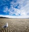 Low Tide at White Rock Beach, British Columbia