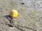 Low tide. Yellow mooring buoy and chains left high and dry on the mud. Tidal range.