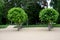 It is a low tree, with large leaves. The heart-shaped leaves are light to medium green. The tree maintains a broadly spherical, co