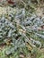 Low vegetation covered with frost in a thin layer with visible crystals