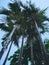 Low view angel of palm tree with blue sky background