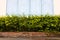 Low view background of a small hedge wall on a brick wall niche close to an old blue wooden window