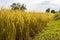 Low view, fertile, ripe yellow grains waiting to be harvested