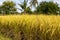 Low view, fertile, ripe yellow grains waiting to be harvested