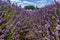 Low view in lavender field towards tents
