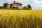 Low view, ripe yellow grains of rice fertile near residential houses