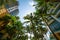 Low wide angle photo Miami Beach buildings and palm trees