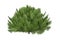 A low wide grown green thuja isolated on a white background