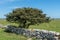 Low windblown tree behind a stone wall in summertime