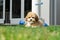 Lowchen puppy on green grass