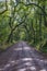 Lowcountry Dirt Road with Oak Trees to Botany Bay Plantation in Edisto Island