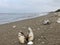 lower angle seascape with seashells on the beach, romantic and natural setting