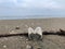 lower angle seascape with seashells on the beach, romantic and natural setting