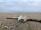 lower angle seascape with seashells on the beach, romantic and natural setting