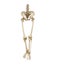 Lower body, human skeleton. Pelvic bone and legs