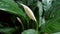 lower buds of the Spathiphyllum wallisi