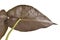 Lower dark red side of leaf of exotic `Alocasia Wentii` houseplant on white background