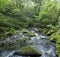 Lower Dolgoch Falls,Aberdovey,Gwynedd, Wales