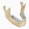 Lower jaw skeleton and teeth anatomy