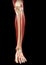 Lower Legs Muscles Anatomy