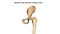 Lower Limb Bones Anterior view