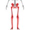 Lower Limbs Bone Joints of Human Skeleton System Anatomy 3d rendering