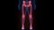 Lower Limbs Bone Joints of Human Skeleton System Anatomy X-ray 3D rendering