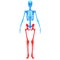 Lower Limbs of Human Skeleton System Anatomy 3d rendering