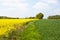 Lower Normandy / France: Green and yellow fields with rapeseed in bloom and young wheat plants in the French count