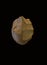 Lower paleolithic biface or hand axe